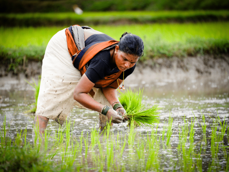 Become an Indian Farmer: Live the Adivasi Way in Sahyadri Village