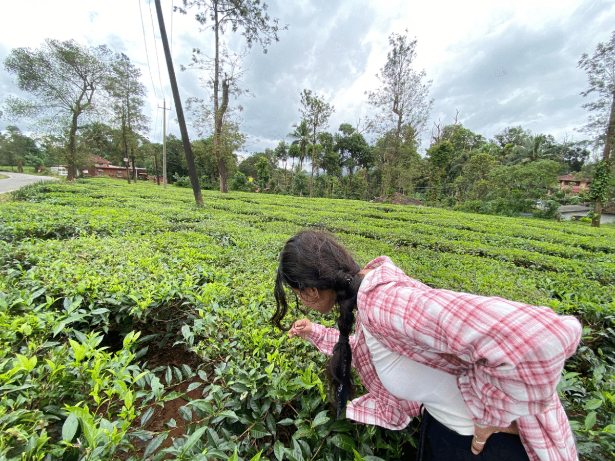 Escape to India's Nature: 2-Day Immersive Retreat in Coorg
