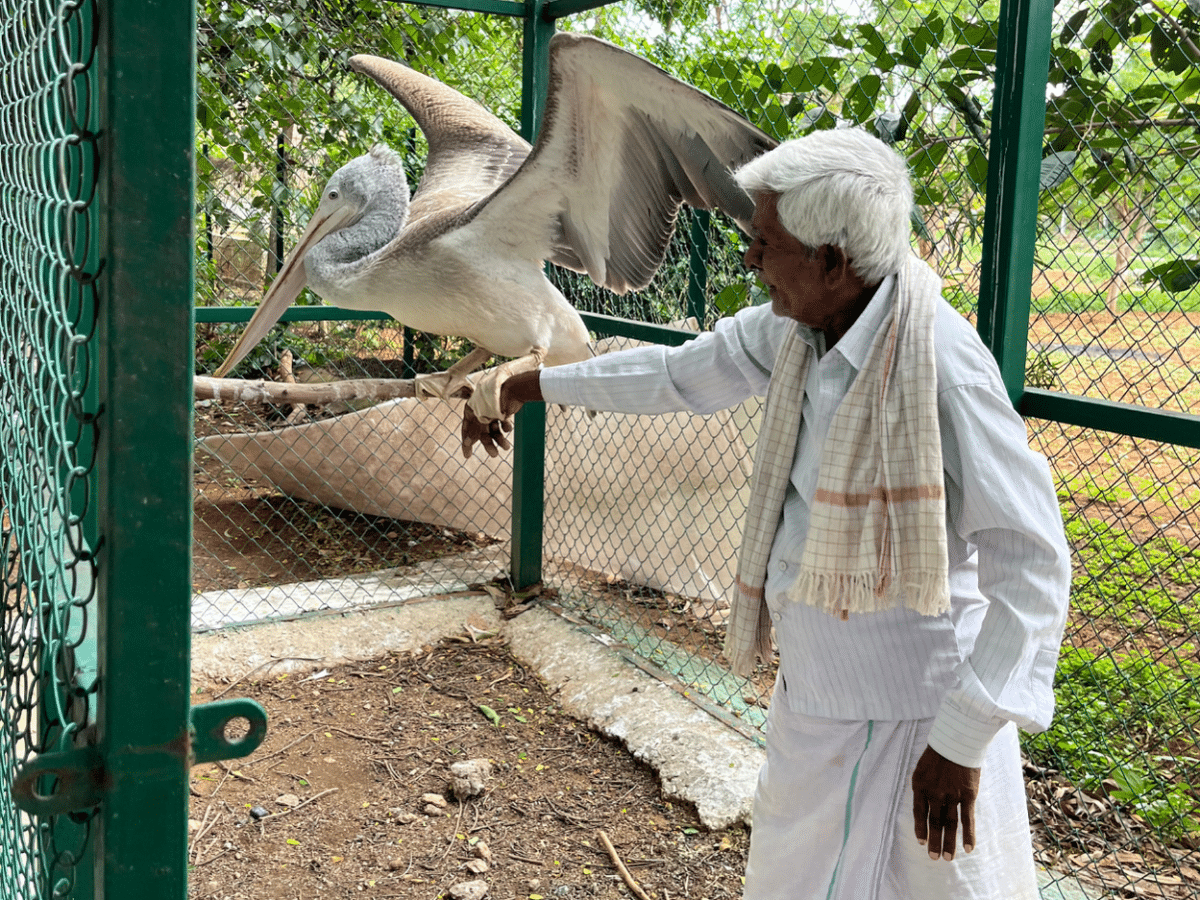 A Day in Kokarebellur: Explore Betel Farms, Silk and Bird Culture