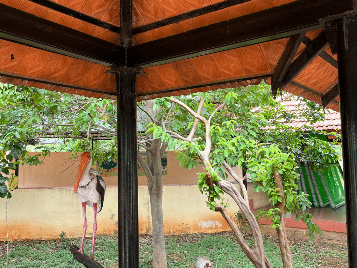 A Day in Kokarebellur: Explore Betel Farms, Silk and Bird Culture