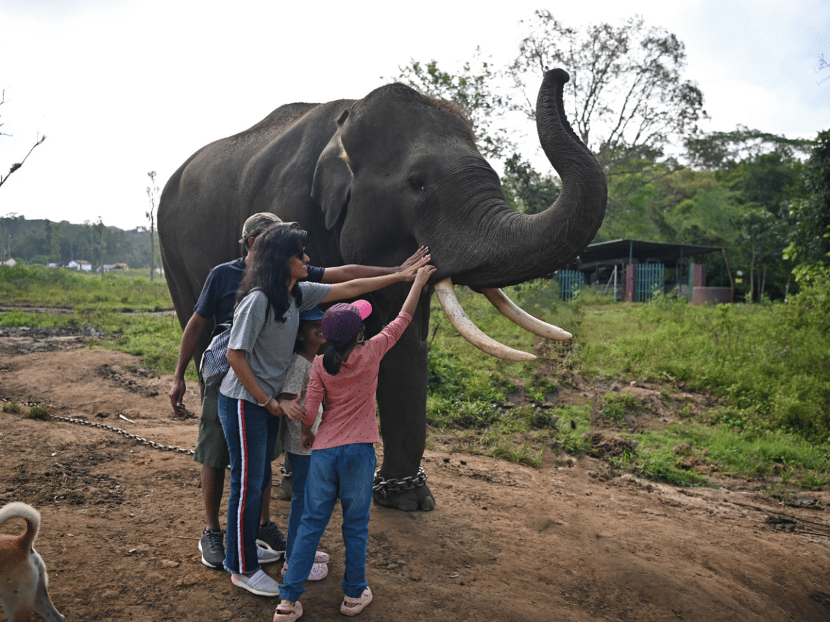 Escape to India's Nature: 2-Day Immersive Retreat in Coorg