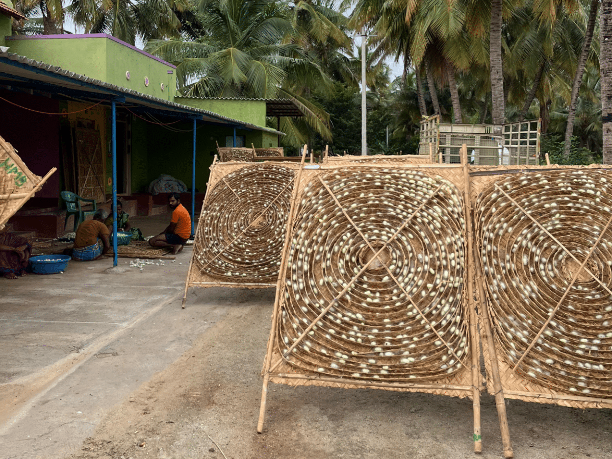 A Day in Kokarebellur: Explore Betel Farms, Silk and Bird Culture