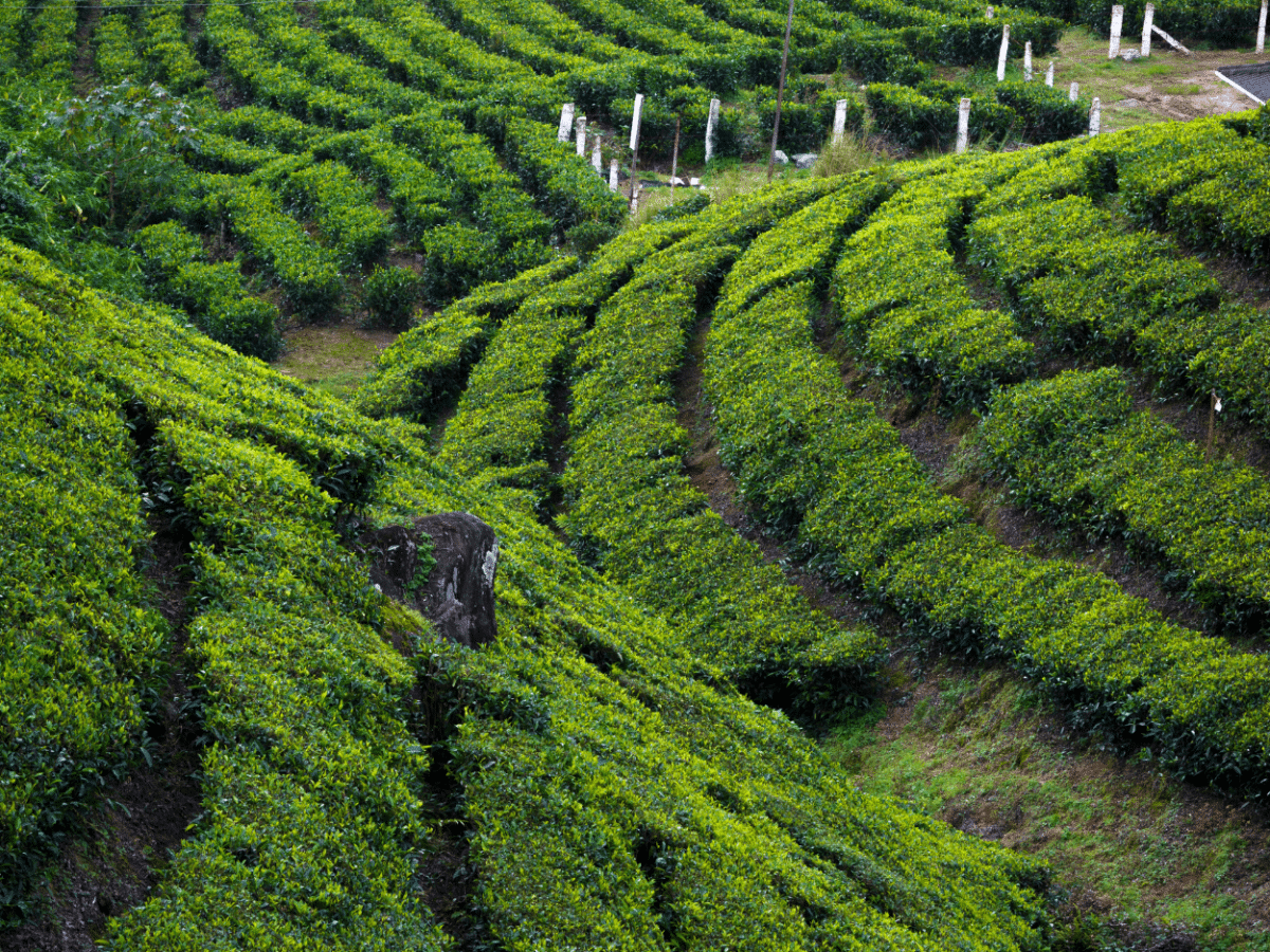 Discover Munnar's Essence: Farm-to-Table & Tribal Village Experience