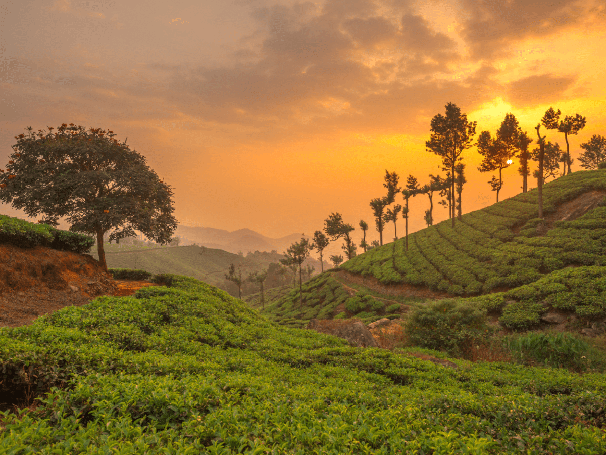 Discover Munnar's Essence: Farm-to-Table & Tribal Village Experience