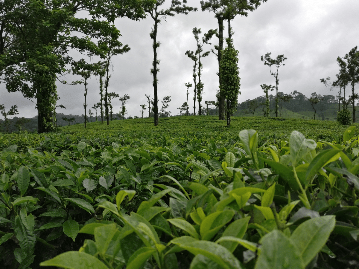 Escape to India's Nature: 2-Day Immersive Retreat in Coorg