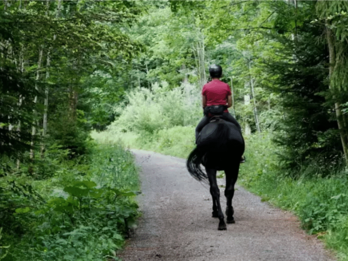 Horse Riding Through the Nature