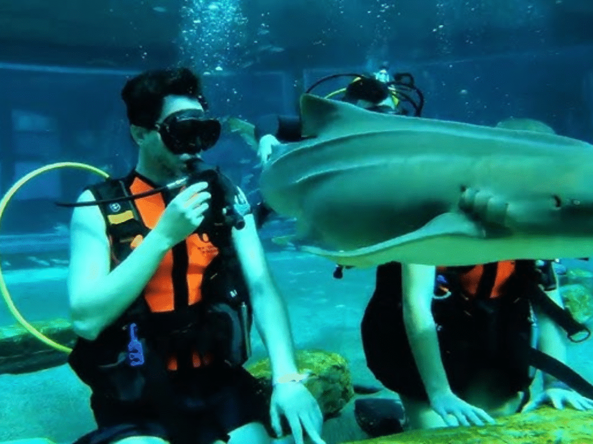Shark Trek: Face-to-Face with the Ocean’s Predators