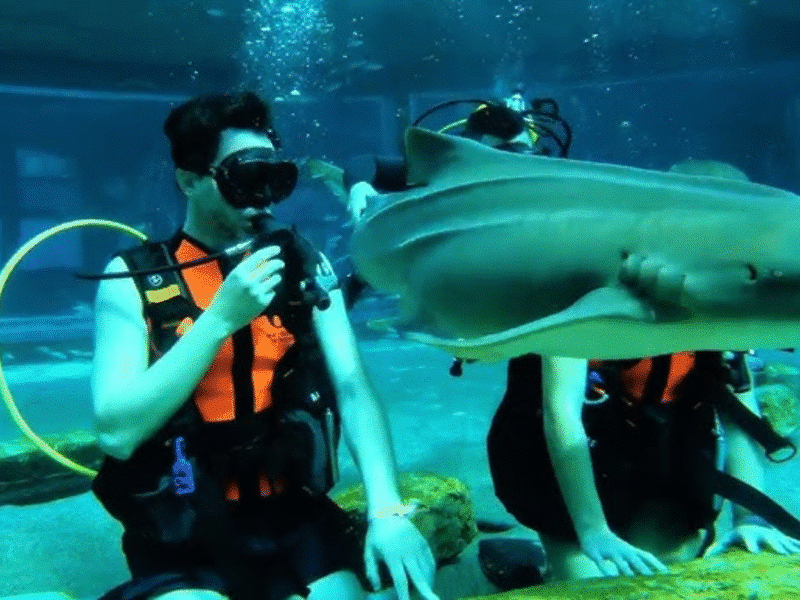 Shark Trek: Face-to-Face with the Ocean’s Predators