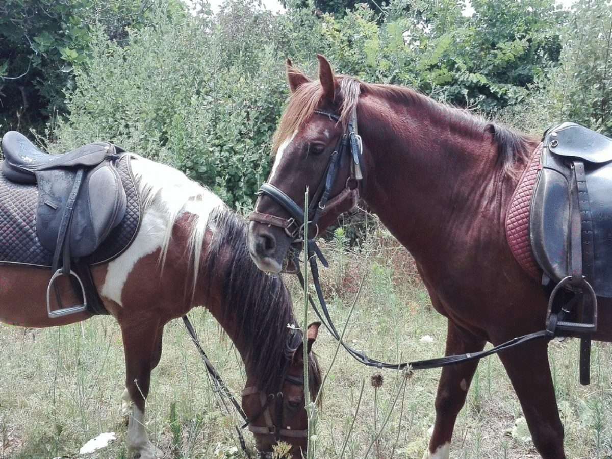 Ride into Paradise: Horseback Adventure on Golden Sands