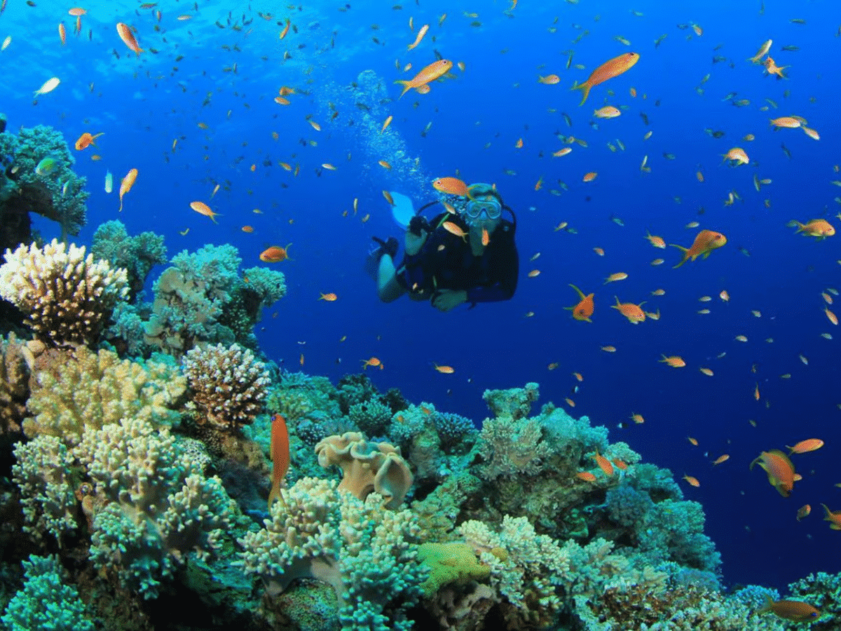 Dive into Adventure: Scuba Experience with Two Dives & Transfers