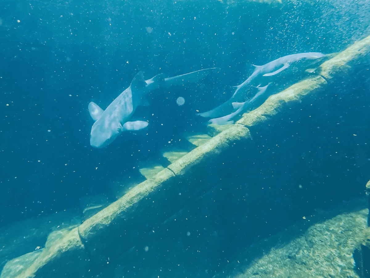 Mythical Journey: Walk Among Sharks & Tropical Fish
