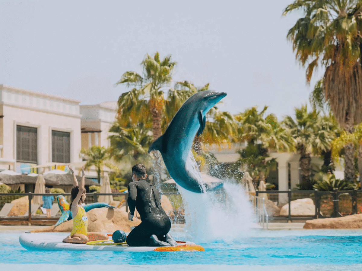 Dolphin Paddle: A Magical One-on-One Connection