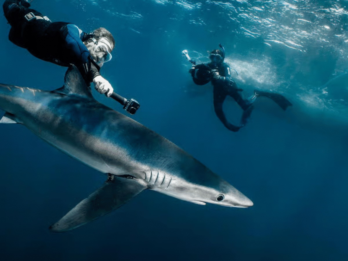Shark Trek: Face-to-Face with the Ocean’s Predators
