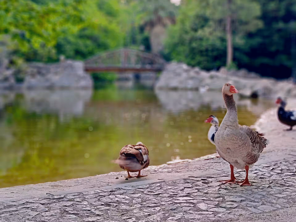 Sunrise Pilates at National Garden