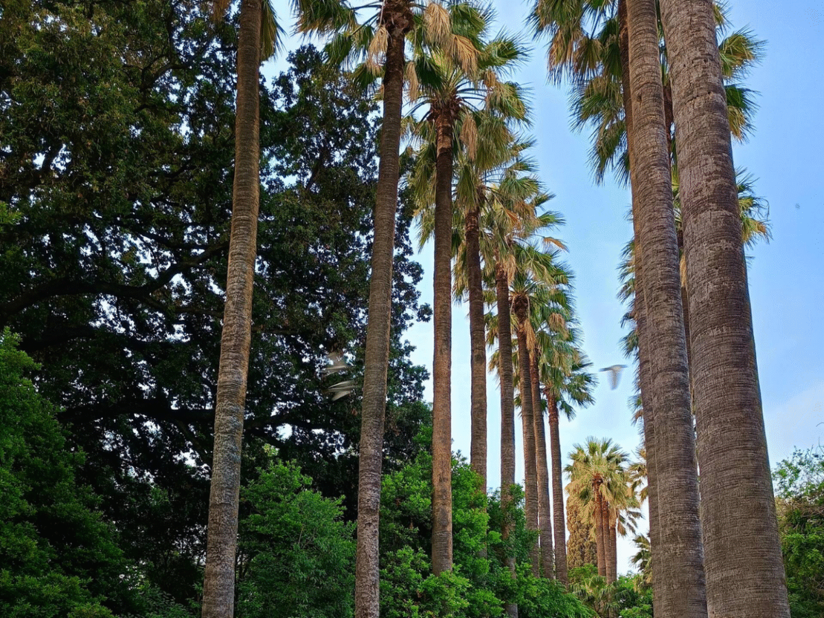 Sunrise Pilates at National Garden