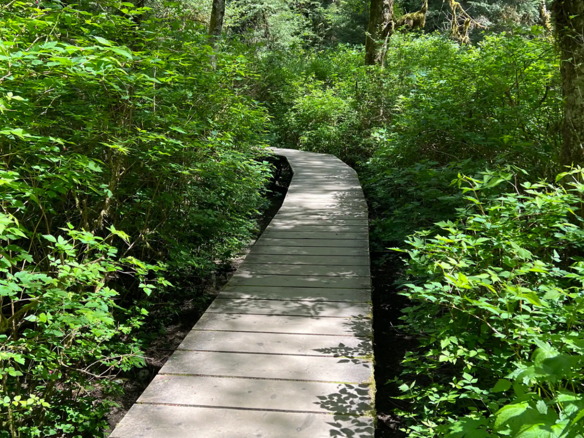 Hike the Vancouver Rainforest With Waterfalls